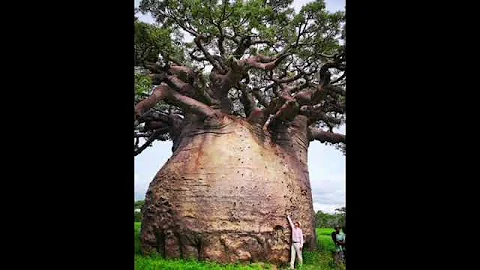 World History- The “Tree of Life” baobab #shorts #viral