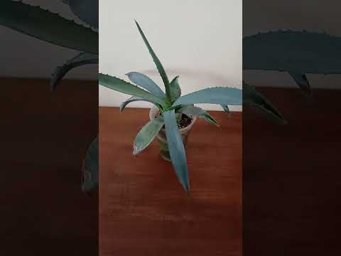 Агава / стаканчик 150мл, розетка стартер, видео 2