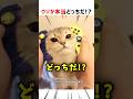 ウソか本当どっちだ!!? #ショート #クイズ #猫 #かわいい #おもしろ #shorts