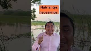 Características del suelo de los humedales naturales