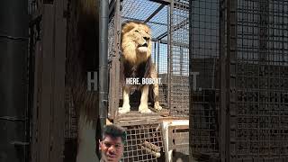 #lion #zoo #animals #bigcat #wildlife #animal #tiger #funnyanimals #fun #privacyfirst