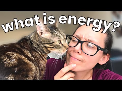 Vídeo: Feline Nutrition 101 - Os princípios básicos de alimentação do seu gato
