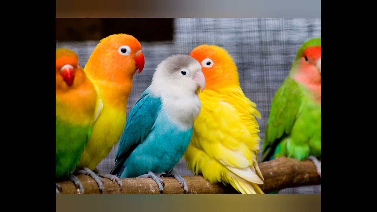 Pur Chant Inséparables #inseparables