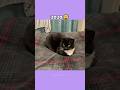 The Most Legendary Cat Memes (then vs now) #shorts