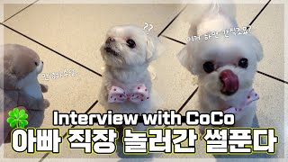 (ENG) Princess COCO in Radio Studio🐾 MBC RADIO's first dog interview