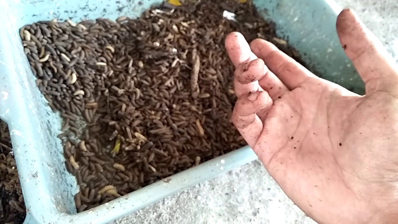 Tutorial Memahami Panen Maggot cara Praktis 29 Maret 2019 
