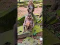 #babyanimal #cute #babymonkey #wildlife