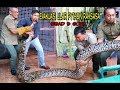 EVAKUASI DRAMATIS ULAR PYTHON RAKSASA SEBERAT 160 KG DISERAHKAN KE BKSDA KALIMANTAN TENGAH