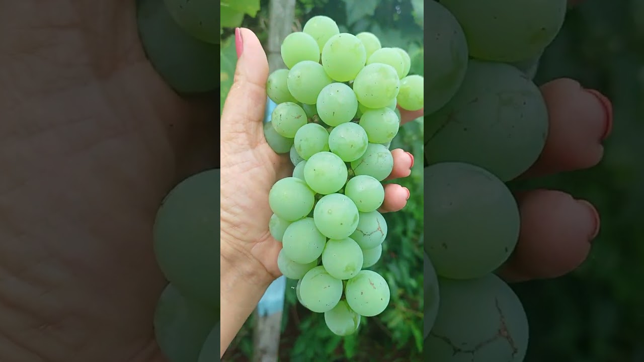 Colhendo uvas..