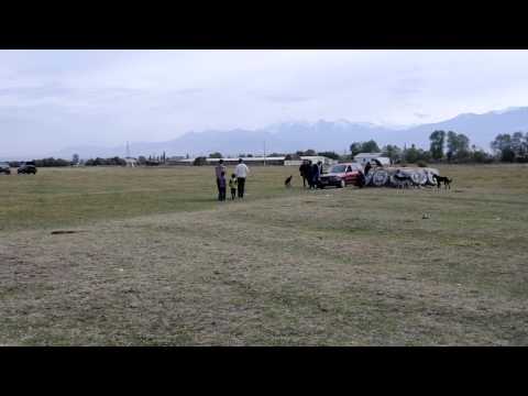 Hunting Festival In Talas Kyrgyzstan 