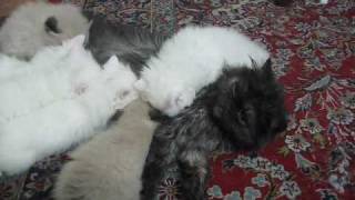 The Story of a Litter of 6 Persian Kittens by Soheil Ta 1,937 views 13 years ago 4 minutes, 9 seconds