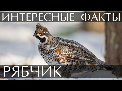 Рябчик - интересные факты