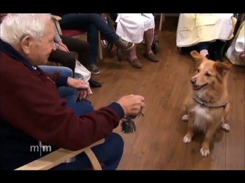 Video: Was Ist Hundetherapie