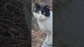 고양이 눈빛 똥그랗게 뜨고 귀엽게 바라 보는데 #고양이 #cat #길냥이구조 #냥춘기 #길냥이