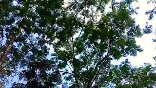 Indahnya Alam Desa Sajira Lebak Banten