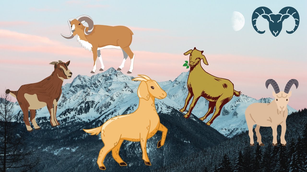 Goats - Learn new about goats. What goats eat? Where goats live? - YouTube