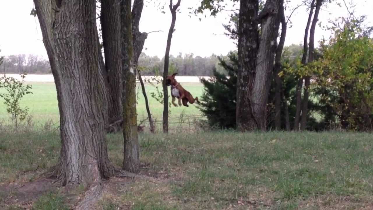 Boxer jumping over barb wire fence! YouTube