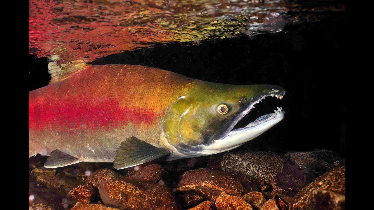 Salmon Run / Pacific Salmon / El salmón del Pacífico YouTube