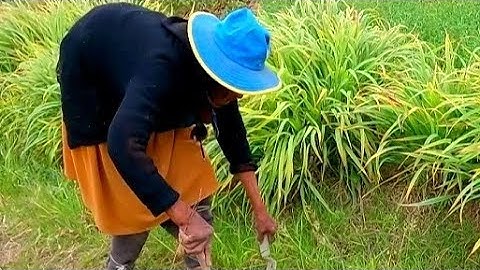 VISITANDO a la TIA JUSTINA llevamos su fruta favorita Encontramos en el CAMPO cocinamos rica sopa,
