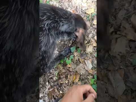 Una Domenica Mattina A Tartufi Con