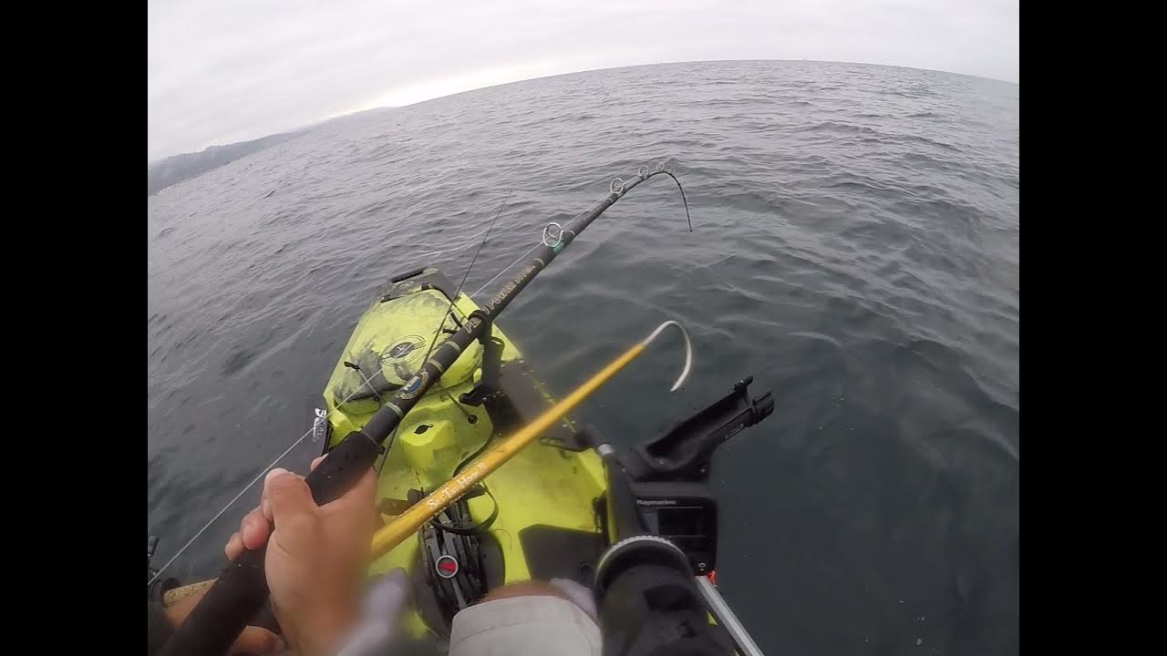 Masive California Halibut Using A PENN 500 Combo clean gaff shot to the