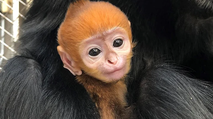 Philadelphia Zoo Welcomes Baby Francois' Langur