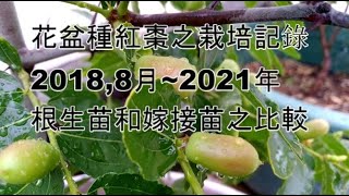 用花盆種紅棗栽培記錄2018,8月~2021,05,31含根生苗和嫁接苗 ... 