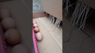 Mis gallinas se comen los huevos, que hacer para solucionarlo.