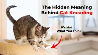 The Hidden Meaning Behind Cat Kneading (It’s Not What You Think)