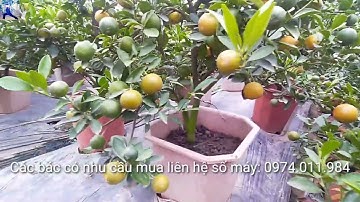 Quất Tết 2023 quất chậu nhựa siêu chất, liên hệ trực tiếp nhà vườn để biết giá QUẤT TẾT 2023