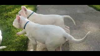 Dogo Argentino Puppies/10 weeks