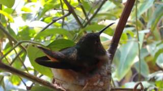 Hummingbird's Nest