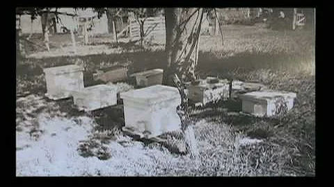 Oskaloosa Today: Eves' Bees (part 1 of 2)