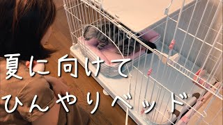 【猫のヒメ】猫の暑さ対策【ひんやりベッド購入品】アメリカンショートヘアー