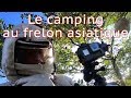 Camping et frelon asiatique, des vacanciers en danger - Mes plus grosses attaques de 2019 !! # 3