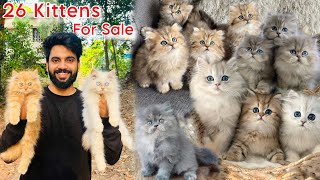 Persian Cats For Sale | Imported Breed Pure Persian cat | cats for sale | persian cat price in india