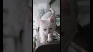 Cats and Their Amazing Talents #shorts #cats #subscribe