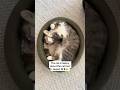I Built a Cute Bed for My Cat Chewie