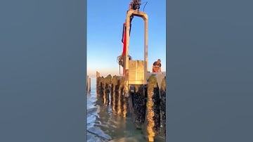 Sea Mussels Harvesting