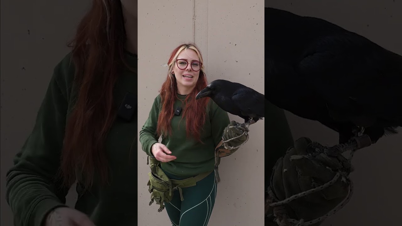 Holló, avagy a Győri Állatkert rocker állata