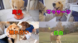 贅沢が過ぎる愛犬　～ジョイのワンダフルライフ～