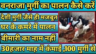 #poultryfarming #deshimurgipalan। वनराजा मुर्गी पालन कैसे करें।। vanraja murgi palan kaise kare।।