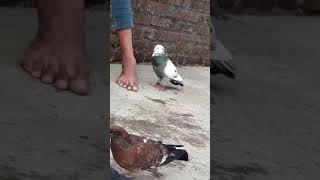 best pigeon video | pigeons whatsapp stutas video| short pigeon video | pigeon lover video