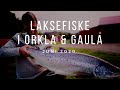 Laksefiske i Orkla & Gaula, juni 2020