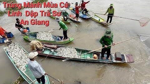 Trúng Mánh Cá Linh Mùa NướC Nổi Ở Đập Trà Sư An Giang 