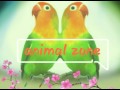Download suara lovebird ngetrik untuk memancing bunyi lovebird paud Download Lagu Mp3 Terbaru, Top Chart Indonesia 2018