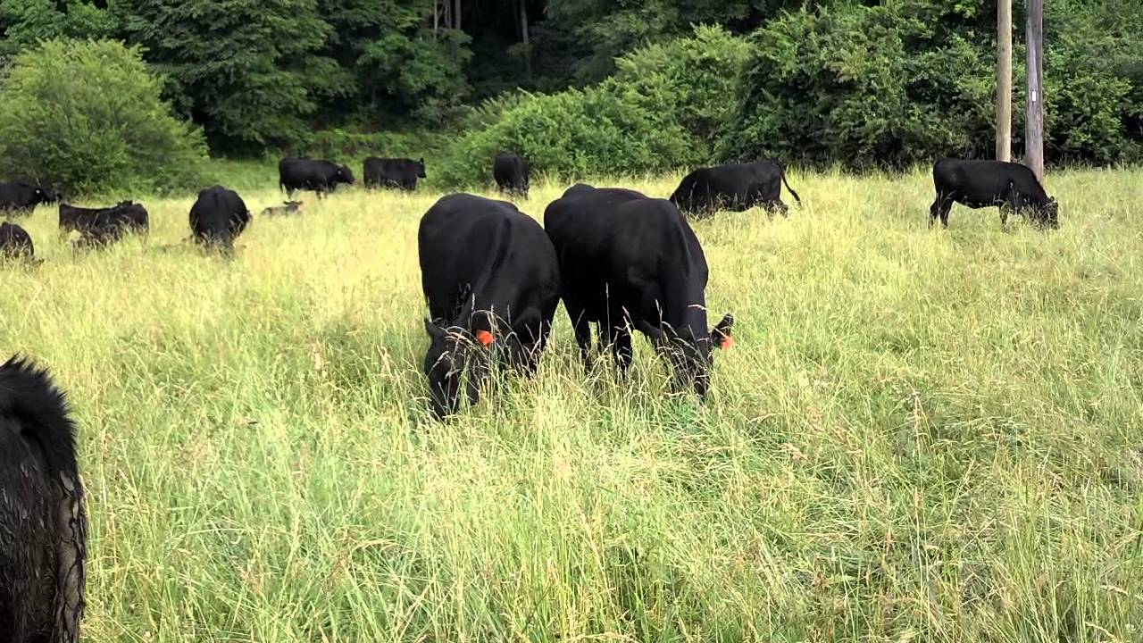 Farm Visit: Three Arrows Cattle Company