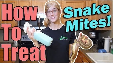 How to Treat Snake Mites (newest version!)