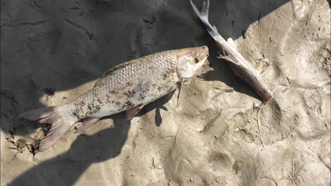 Fishing  with Locals | Indus River of Pakistan