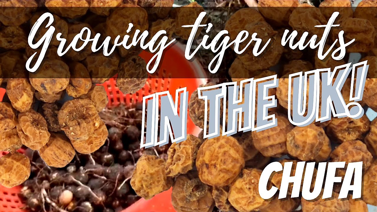 Grow your own TIGER NUTS - CHUFA in the UK! from start to finish - YouTube